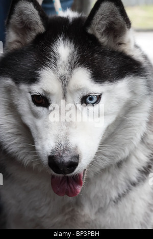Siberian Husky cane Foto Stock