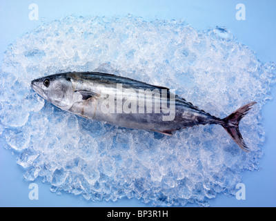 Tutto il tonnetto striato Tonno su ghiaccio Foto Stock