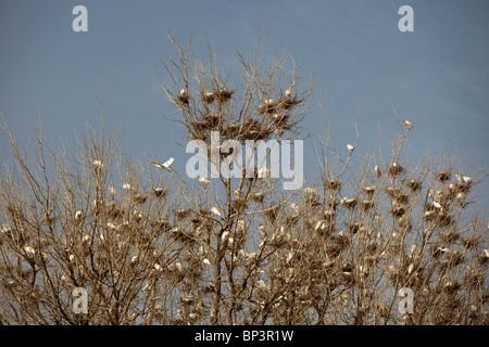 DAN KATSANI Village, vicino KONNI, NIGER, 26 luglio 2010: uccelli in alberi Foto di Mike Goldwater / Christian Aid Foto Stock