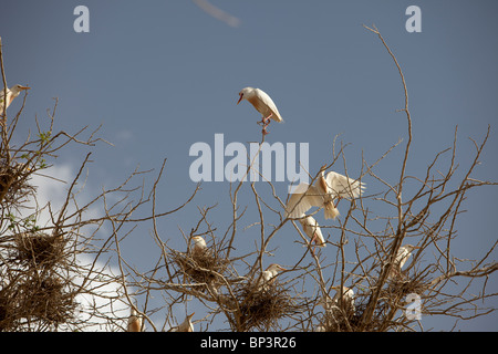 DAN KATSANI Village, vicino KONNI, NIGER, 26 luglio 2010: uccelli in alberi Foto di Mike Goldwater / Christian Aid Foto Stock
