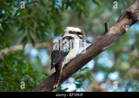 Ridendo Kookaburra appollaiato sul ramo Sydney NSW Australia Foto Stock