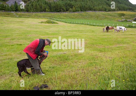 A dieci giorni di età polpaccio è pronto per essere rilasciato nel verde dei campi erbosi sull'isola Runde sulla costa occidentale della Norvegia. Foto Stock