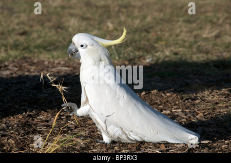 Zolfo Crested Cacatua mangiare semi di erba per Sydney NSW Australia Foto Stock