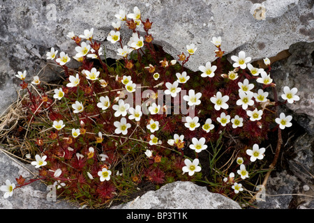 Sassifraga irlandese, Saxifraga rosacea ssp. rosacea sulla pavimentazione di pietra calcarea, Burren, Eire Foto Stock