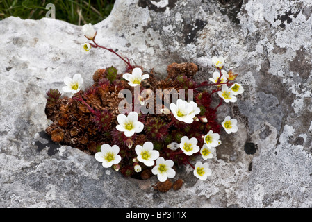 Sassifraga irlandese, Saxifraga rosacea ssp. rosacea sulla pavimentazione di pietra calcarea, Burren, Eire Foto Stock