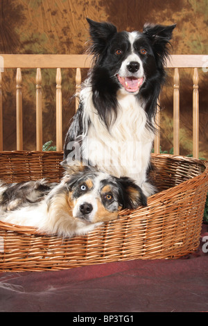 Due Border Collie cani in un cestello Foto Stock