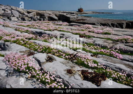 Masse di parsimonia crescente in linee sulla pavimentazione di pietra calcarea su Inisheer (Inis Oírr), The Burren, western Eire Foto Stock