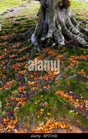 Le radici di un faggio nel bosco a Grasmere nel Parco nazionale del Lake District Cumbria, Inghilterra. Foto Stock