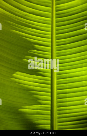 Banana Leaf retroilluminata con grande dettaglio Foto Stock