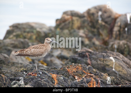 Curlew eurasiatico, Numenius arquata, sulla costa occidentale della Norvegia. Foto Stock