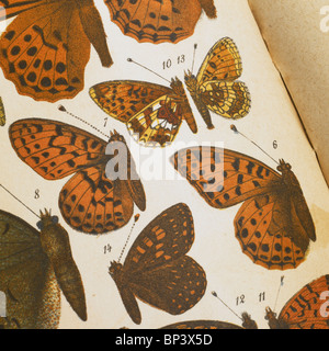 Vecchia piastra libro Histoire Naturelle de la France, Papillons Foto Stock