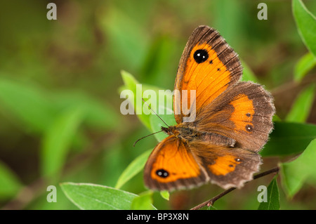 Gatekeeper butterfly, Pyronia tithonus sulle foglie Foto Stock