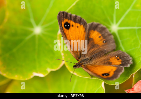 Gatekeeper butterfly, Pyronia tithonus, sulle foglie i Nasturzi Foto Stock