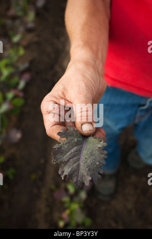 Mani tenendo le verdure fresche Foto Stock