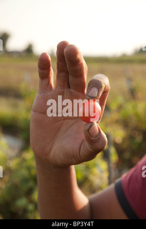 Mani tenendo le verdure fresche Foto Stock