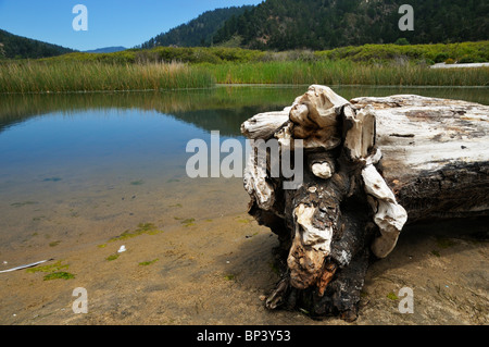 La piccola insenatura all'ingresso del Grande Bacino Redwoods State Park, California, Stati Uniti d'America Foto Stock