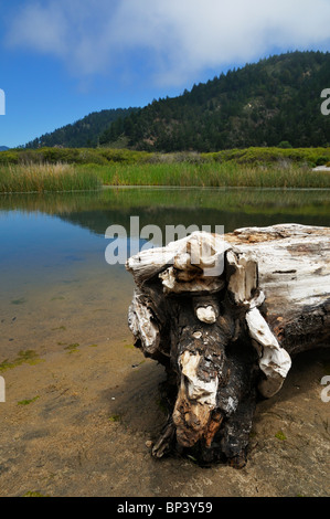 La piccola insenatura all'ingresso del Grande Bacino Redwoods State Park, California, Stati Uniti d'America Foto Stock