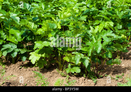 Pastinaca, pastinaca sativa " Gladiator' cresce a Painswick Giardino rococò in Cotswolds Foto Stock