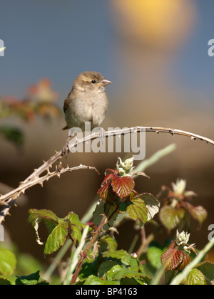 I capretti casa passero, Passer domesticus, Cornwall, Regno Unito Foto Stock