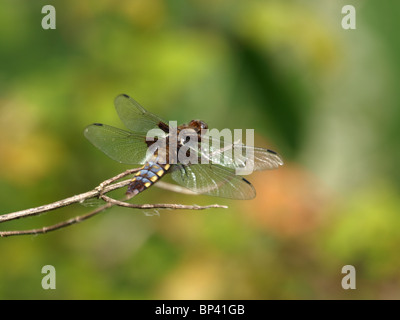 Ampia - corposi chaser dragonfly, Libellula depressa, Cornwall, Regno Unito Foto Stock