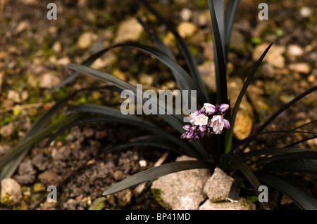 Ophiopogon planiscapus nigrescens, Nero Lilyturf, in fiore Foto Stock