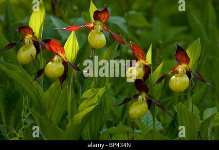 Spettacolare di masse di Pianella della Madonna orchidee, Cypripedium calceolus Estonia Foto Stock