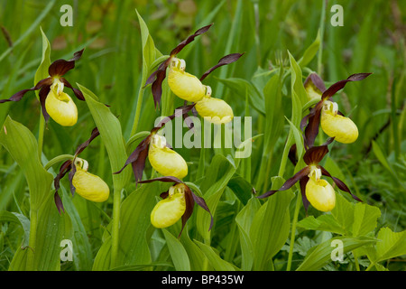 Spettacolare di masse di Pianella della Madonna orchidee, Cypripedium calceolus Estonia Foto Stock