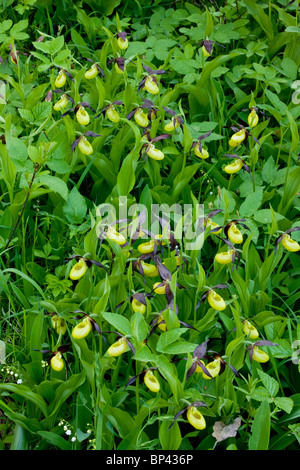 Spettacolare di masse di Pianella della Madonna orchidee, Cypripedium calceolus Estonia Foto Stock