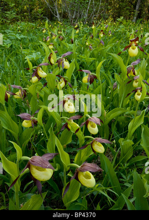 Spettacolare di masse di Pianella della Madonna orchidee, Cypripedium calceolus Estonia Foto Stock