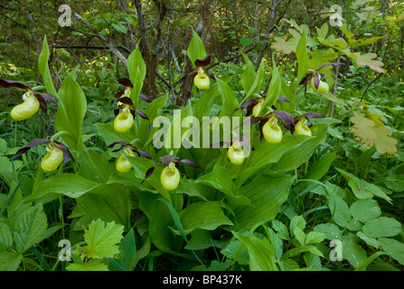 Spettacolare di masse di Pianella della Madonna orchidee, Cypripedium calceolus Estonia Foto Stock