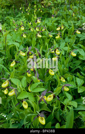 Spettacolare di masse di Pianella della Madonna orchidee, Cypripedium calceolus Estonia Foto Stock