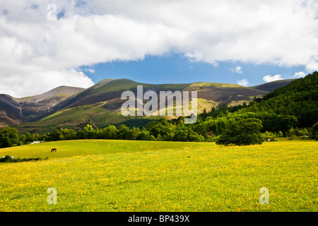 Un prato di renoncules sotto Skiddaw nel Parco Nazionale del Distretto dei Laghi, Cumbria, England, Regno Unito Foto Stock