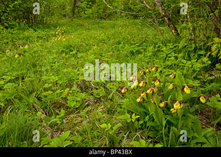 Spettacolare di masse di Pianella della Madonna orchidee, Cypripedium calceolus Estonia Foto Stock