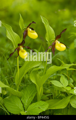 Spettacolare di masse di Pianella della Madonna orchidee, Cypripedium calceolus Estonia Foto Stock