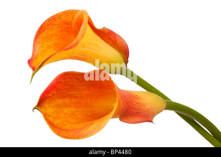 Una coppia di orange Calla Lily fiori su un bianco di massa posteriore Foto Stock