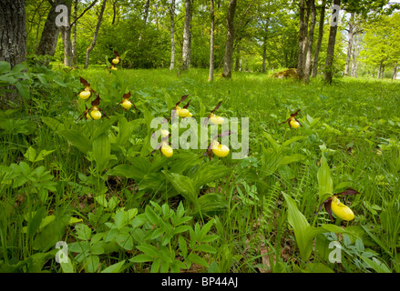 Spettacolare di masse di Pianella della Madonna orchidee, Cypripedium calceolus in Laelatu prato alberato, Puhtu-Laelatu Riserva, Estonia Foto Stock