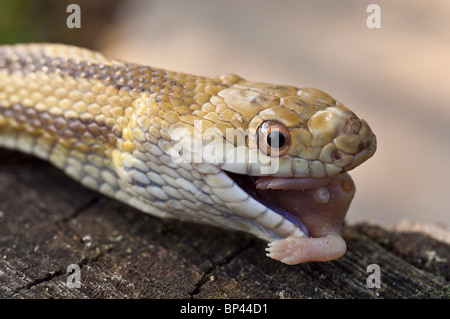 Ratto giallo serpente Elaphe obsoleta quadrivittata, mangiare baby mouse, nativo di EST negli Stati Uniti Foto Stock