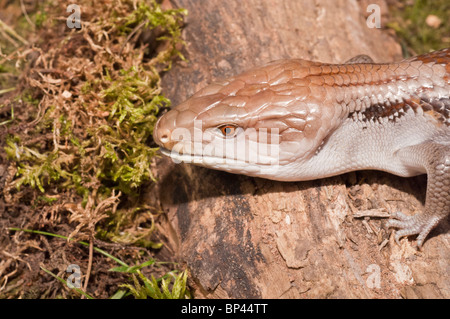 Blue tongued skink, Tiliqua gigas, nativo di Nuova Guinea e Indonesia Foto Stock