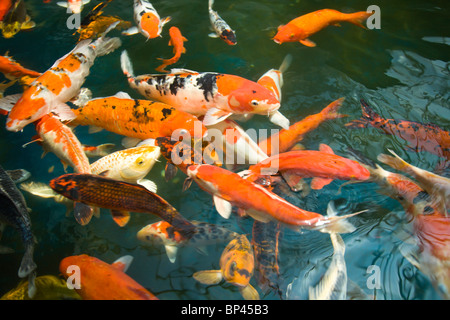 Ornamento o Koi carpa comune , Shopping Mall Pond, Malacca, Storico Melaka, Penisola della Malesia, Malaysia, SE Asia Foto Stock