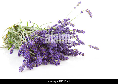 Mazzo di fiori di lavanda pizzicata isolati su sfondo bianco Foto Stock