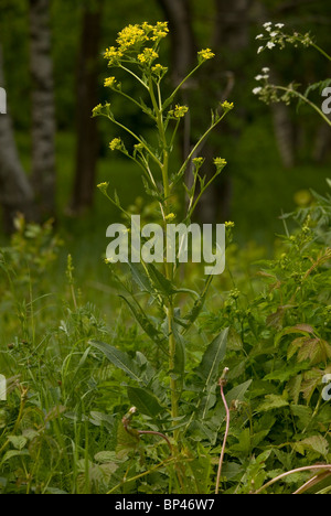 Presenta verrucosa cavolo, Bunias orientalis su strada, Estonia Foto Stock