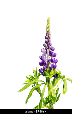 Viola isolato di lupino su sfondo bianco Foto Stock
