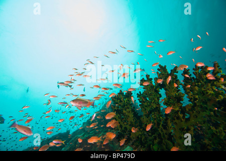 Anthias pesce (Pseudanthias squamipinnis) Underwater Sea Life al verde isola vicino a Puerto Gallera, Filippine, Sud-est asiatico Foto Stock
