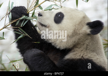 Panda gigante di mangiare il bambù Wolong Cina Foto Stock