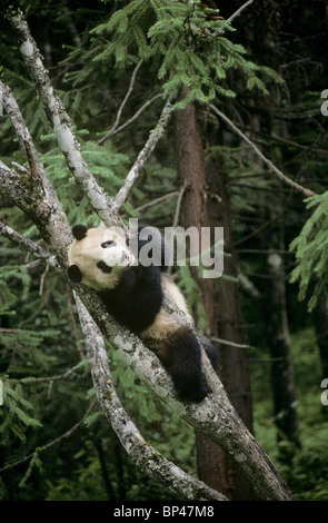 Panda gigante nella struttura ad albero, Wolong, Cina Foto Stock