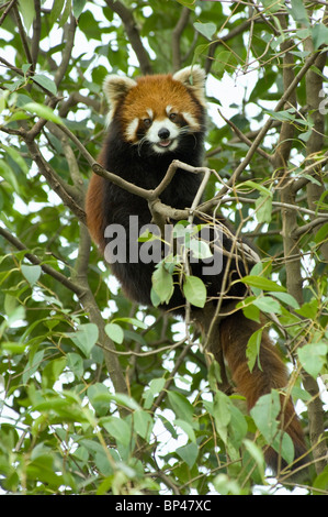 Rosso o panda minore nella struttura ad albero nella provincia di Sichuan, in Cina Foto Stock