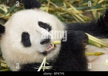 Panda gigante alimentare sul gambo di bambù nella provincia di Sichuan, in Cina. Foto Stock