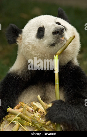 Panda gigante alimentare sul gambo di bambù nella provincia di Sichuan, in Cina. Foto Stock