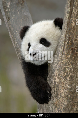Giovane panda gigante cub nella forcella albero di Wolong Cina Foto Stock