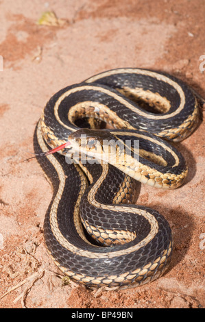Giarrettiera orientale snake, Thamnophis sirtalis sirtalis, Nativi Nord America orientale Foto Stock